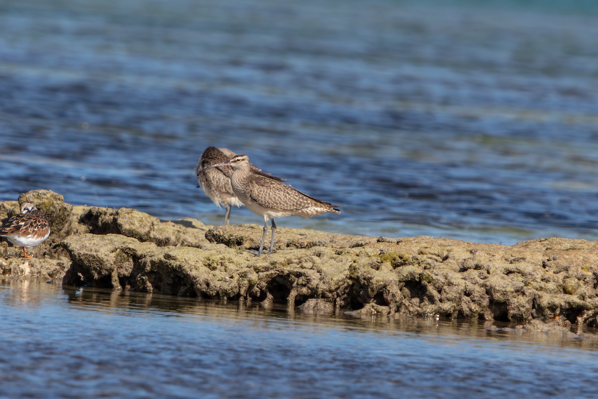Hudsonian Whimbrel - ML646673293