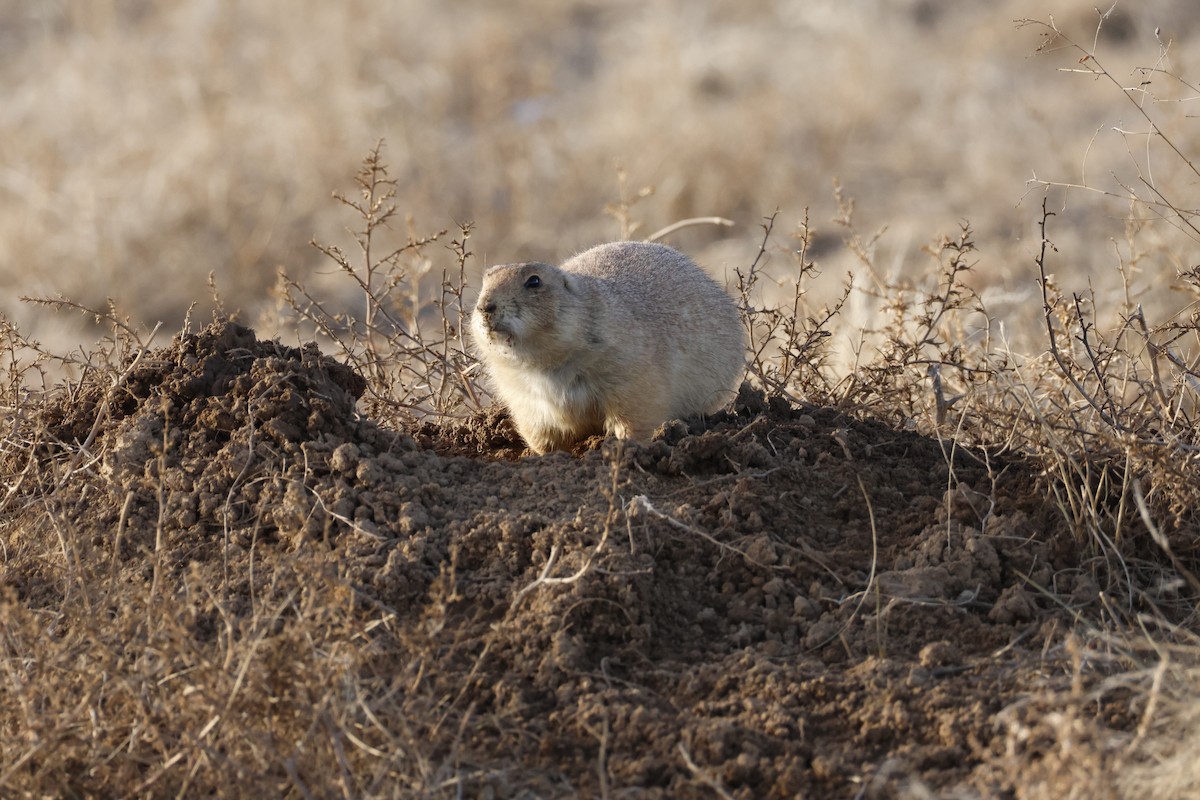 Black-tailed Prairie Dog - ML646673294