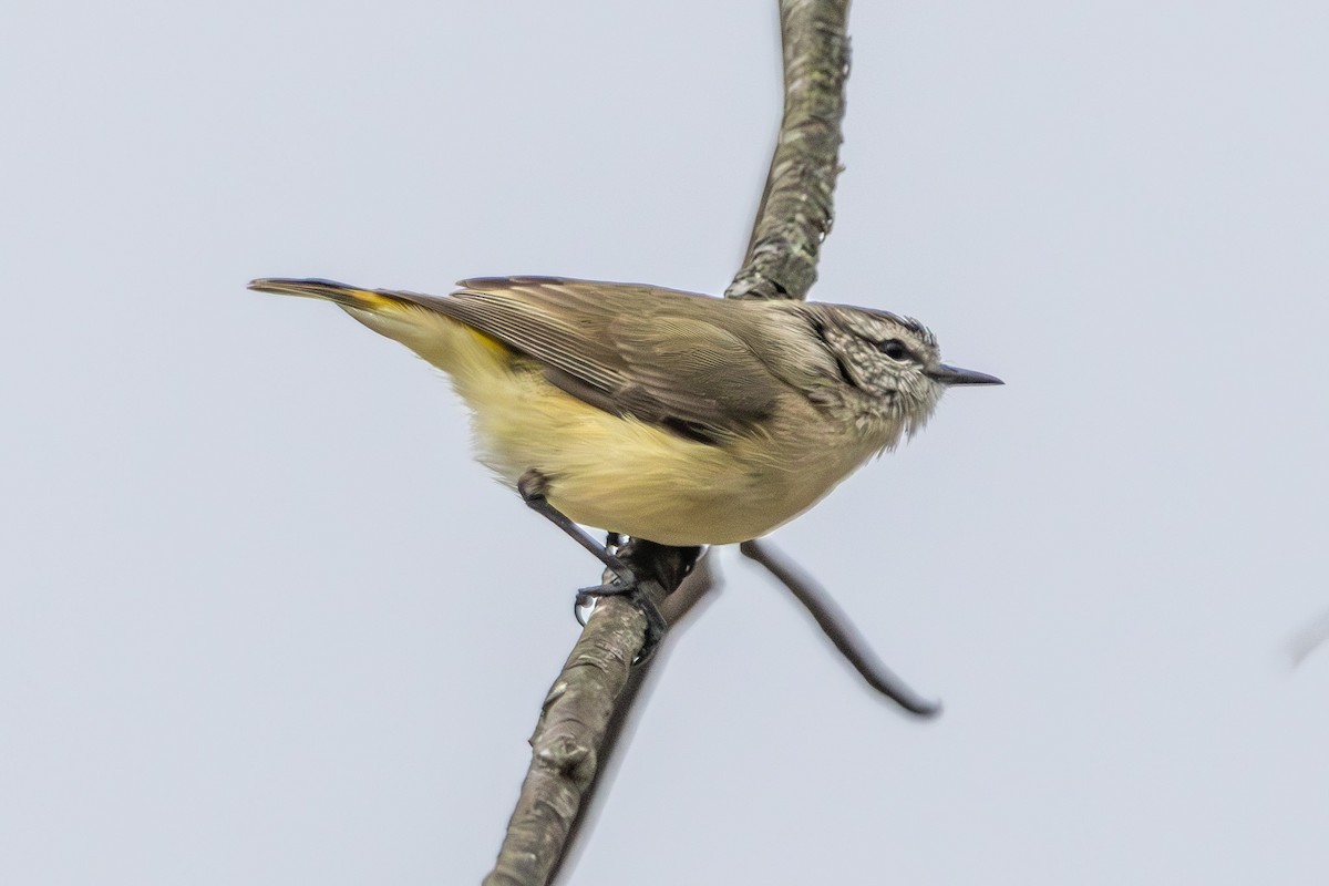 Yellow-rumped Thornbill - ML646673295