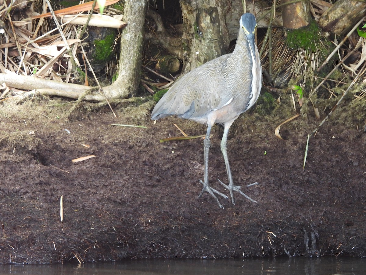 Bare-throated Tiger-Heron - ML646673297