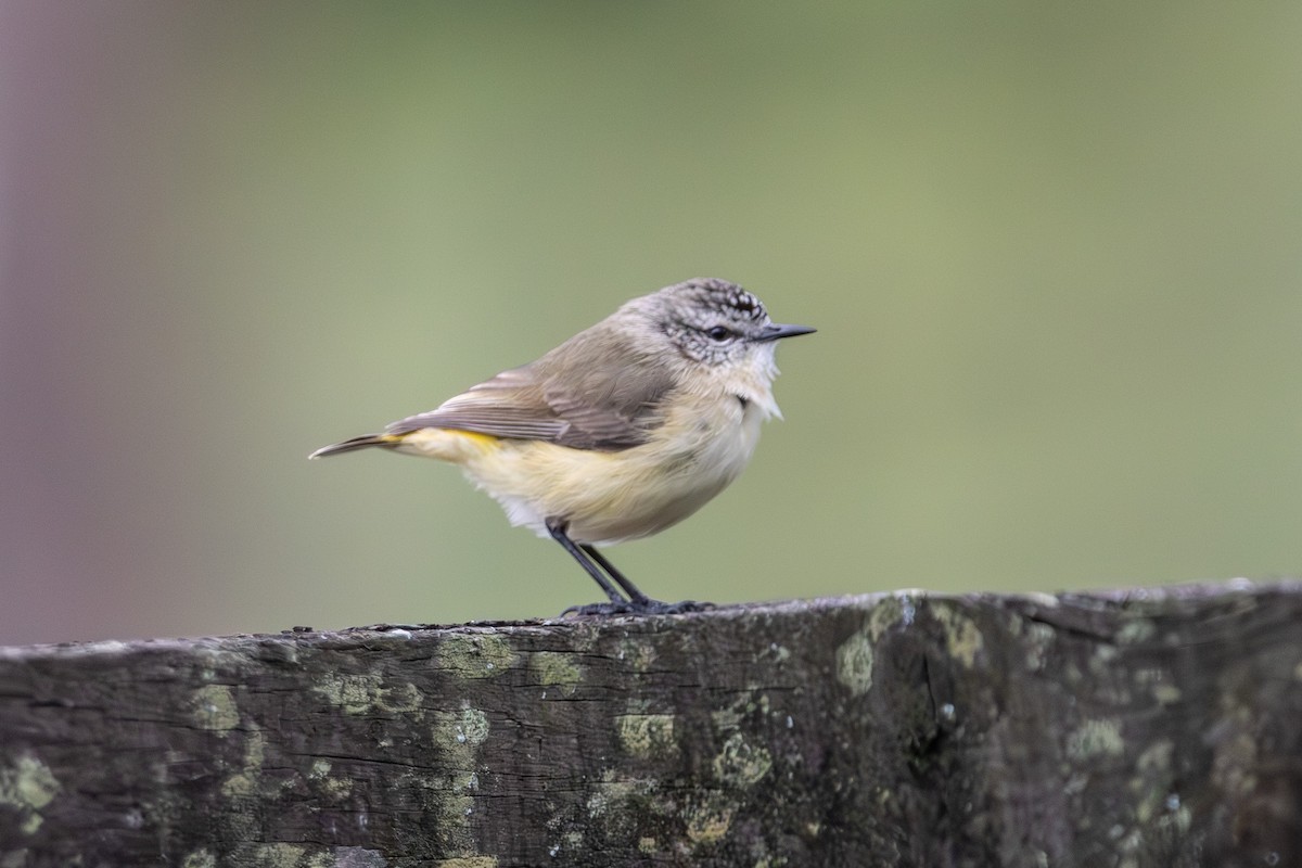 Yellow-rumped Thornbill - ML646673298