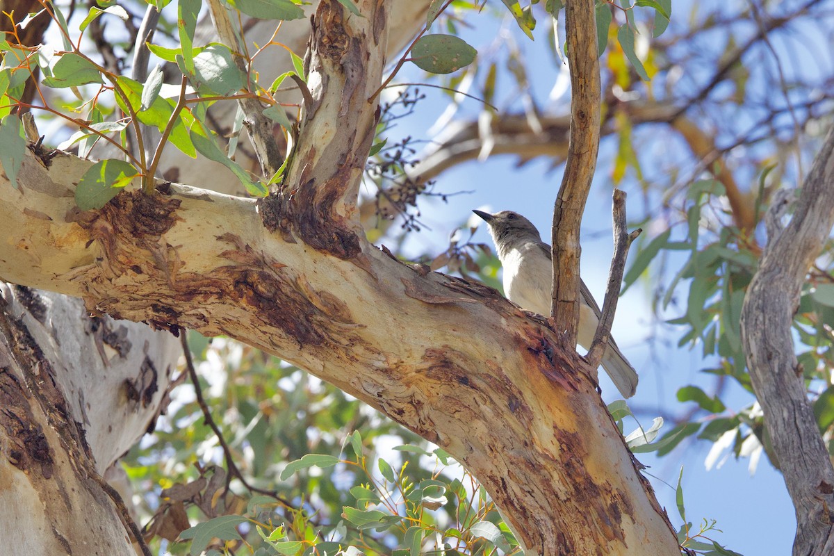 Gray Shrikethrush - ML646673299