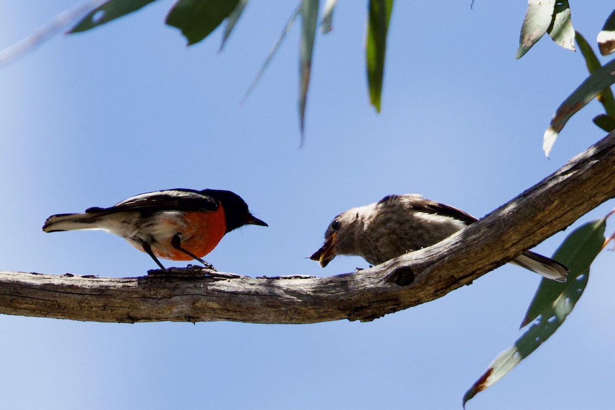 Scarlet Robin - ML646673300