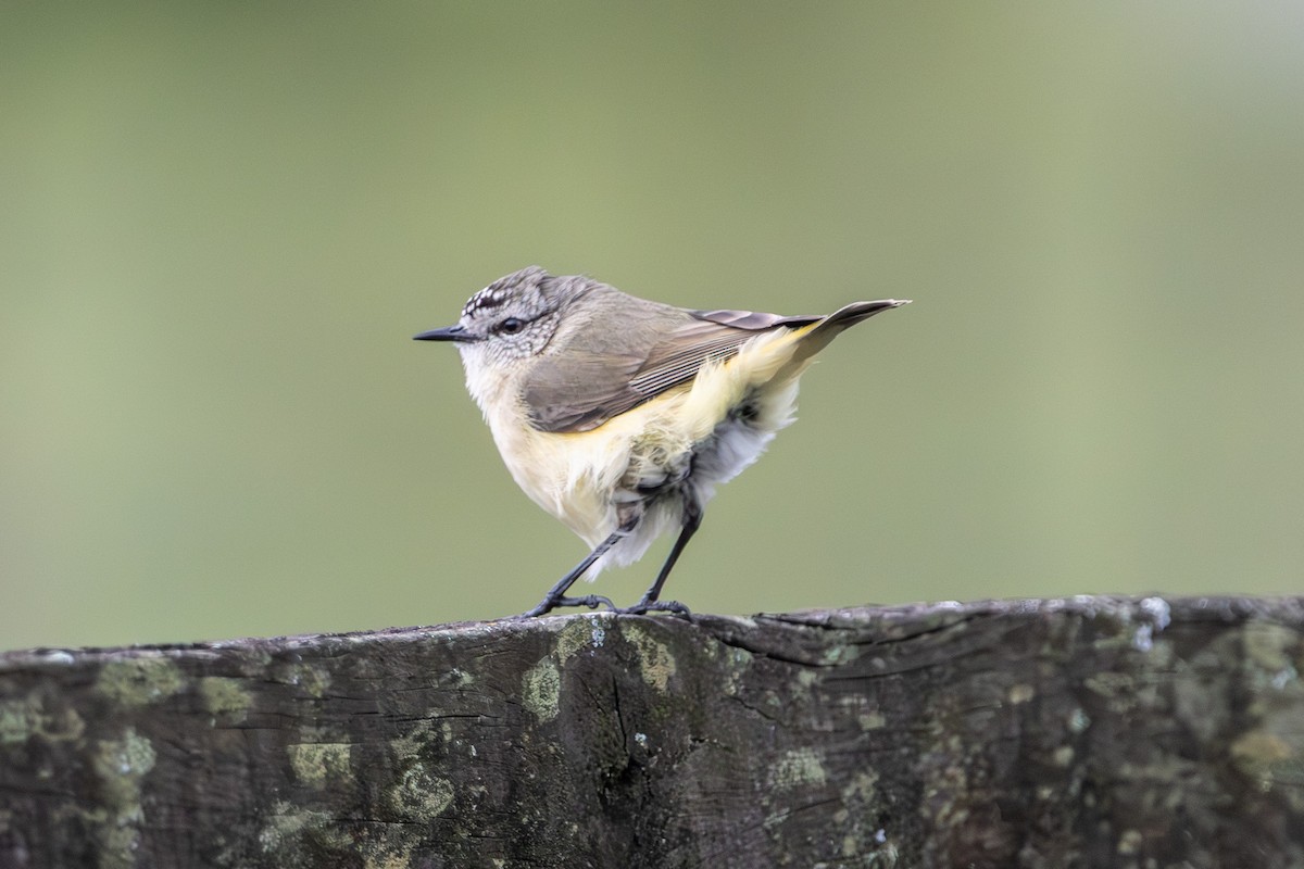 Yellow-rumped Thornbill - ML646673301