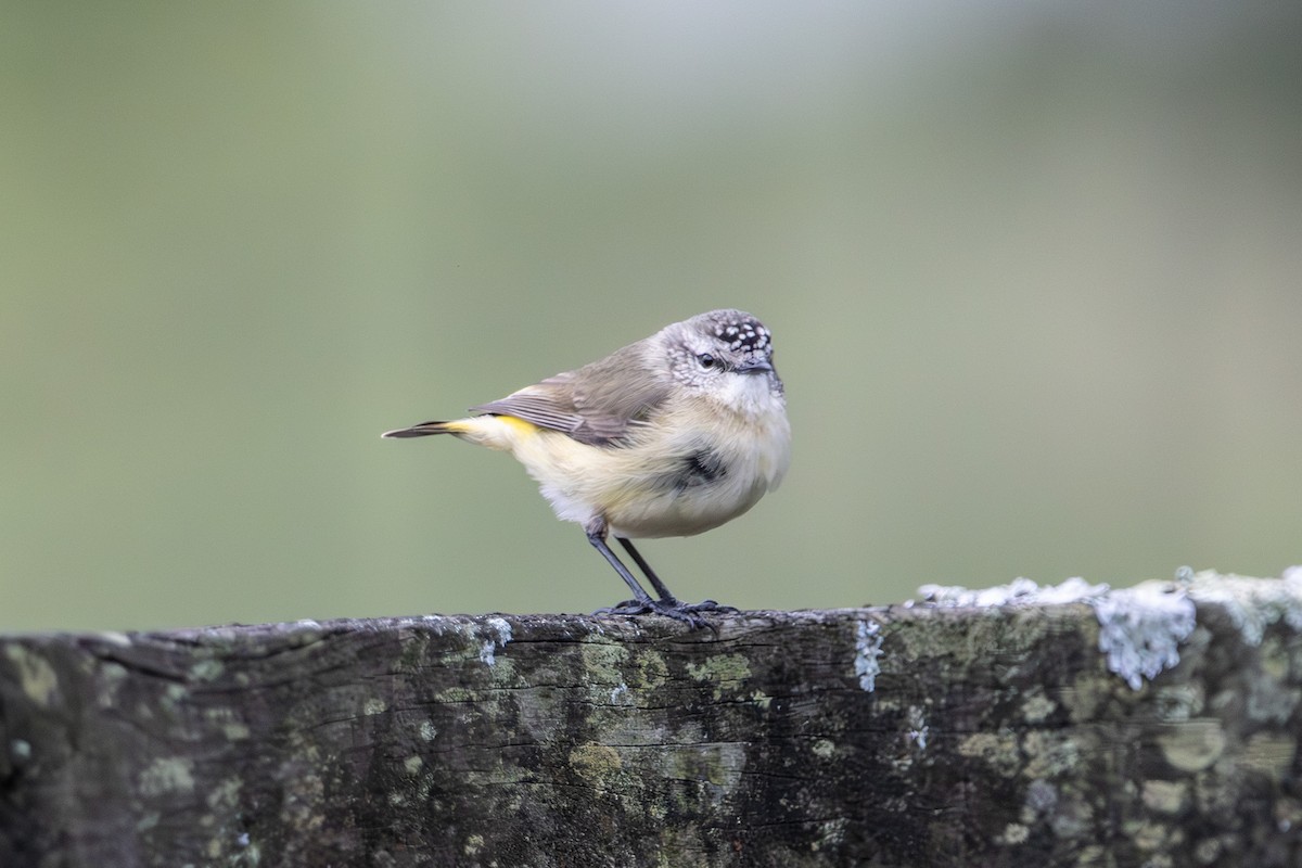 Yellow-rumped Thornbill - ML646673302
