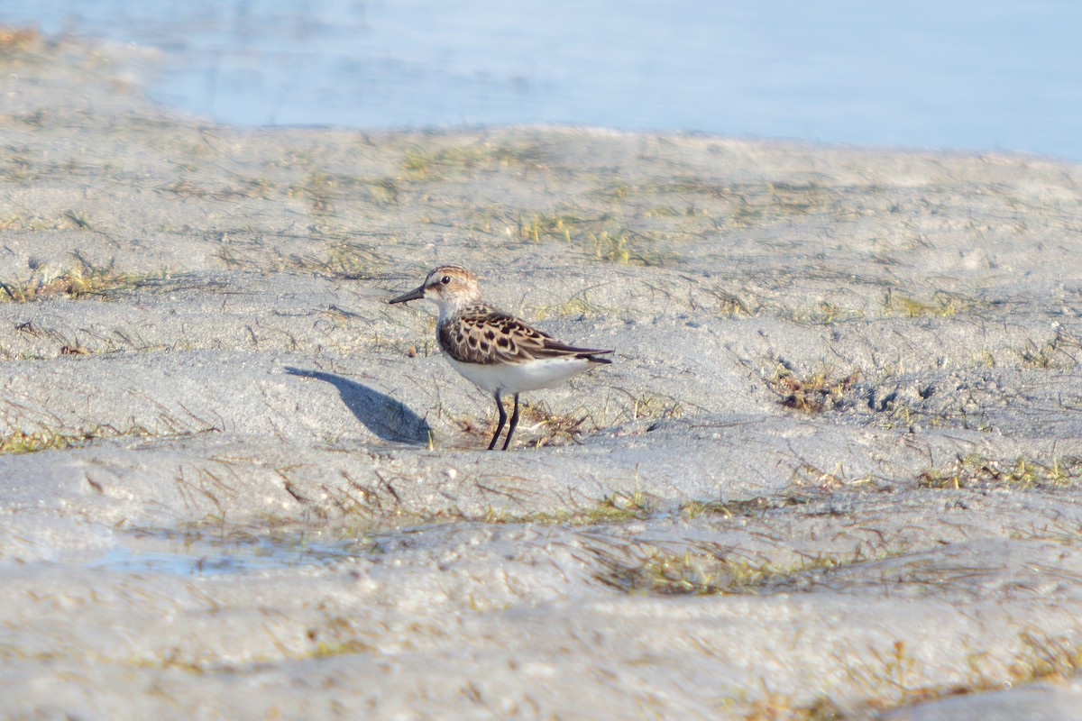 Least Sandpiper - ML646673303
