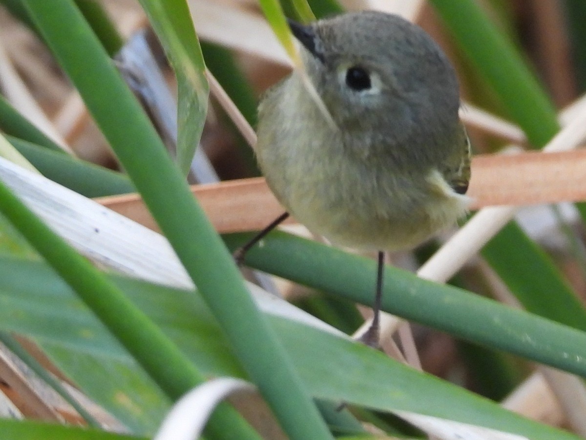 Ruby-crowned Kinglet - ML646673304