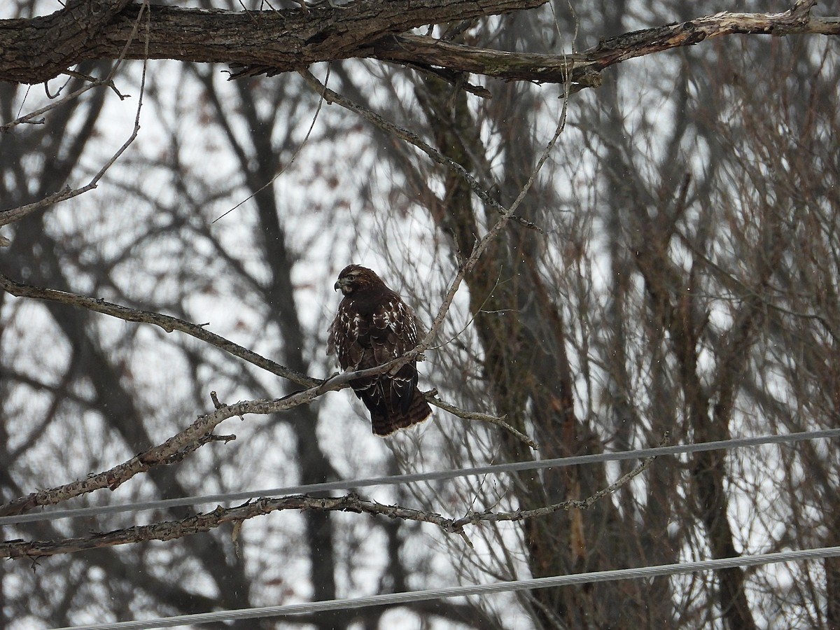 Red-tailed Hawk - ML646673305