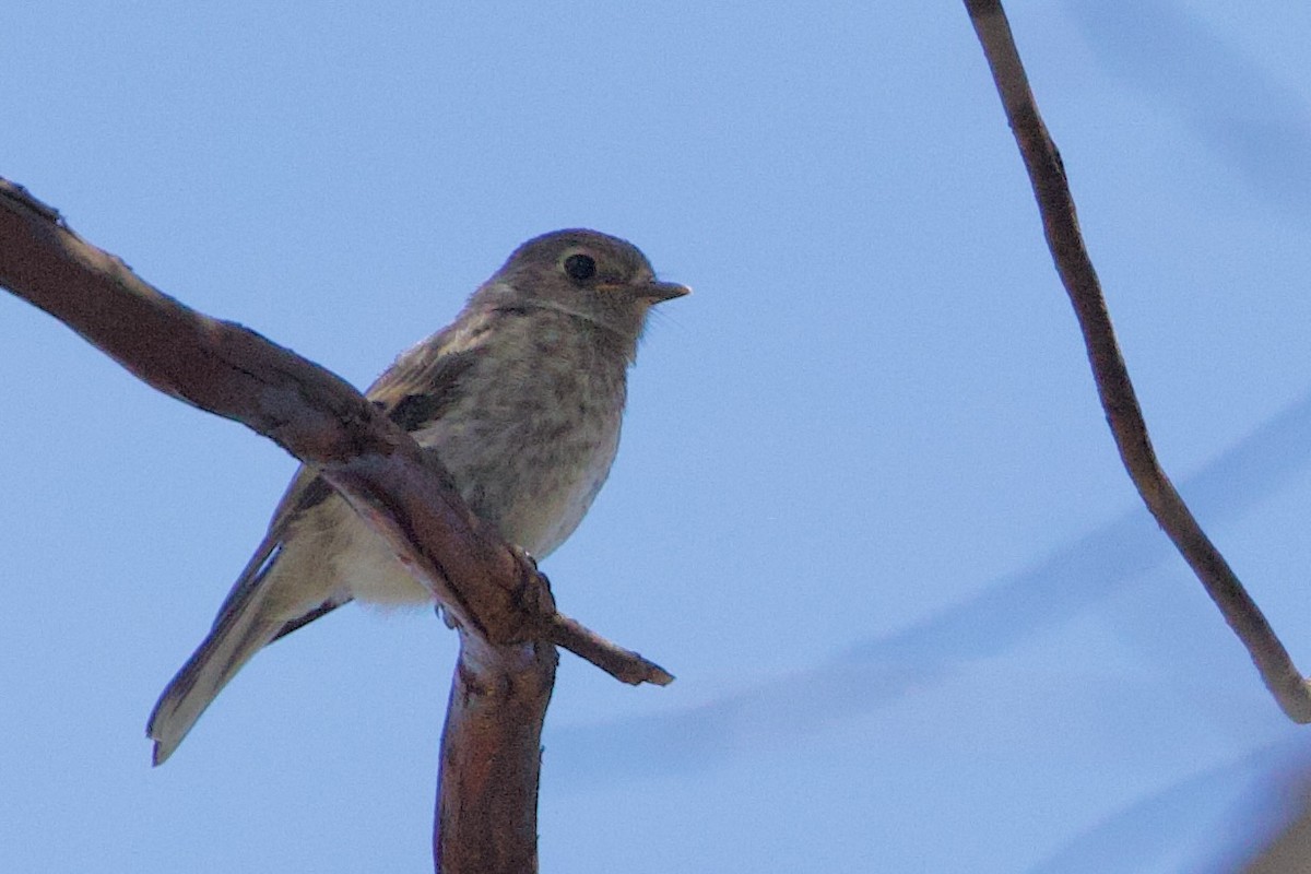 Scarlet Robin - ML646673307