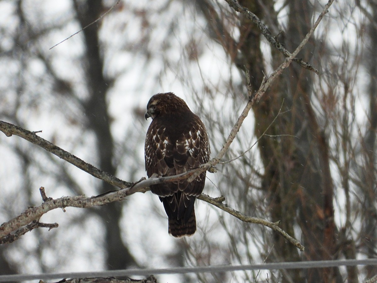 Red-tailed Hawk - ML646673309