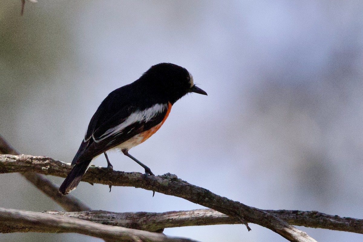 Scarlet Robin - ML646673310