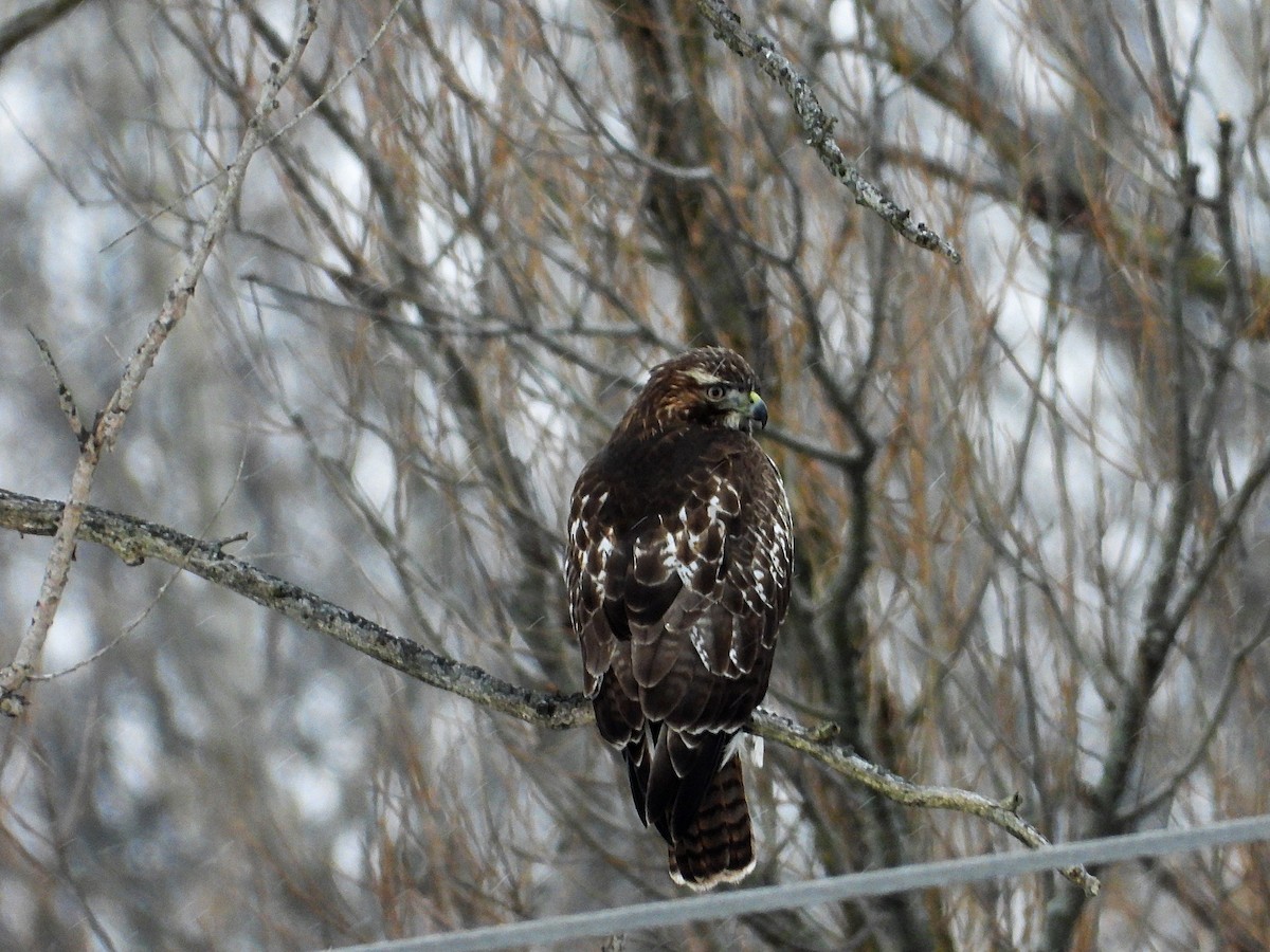 Red-tailed Hawk - ML646673311