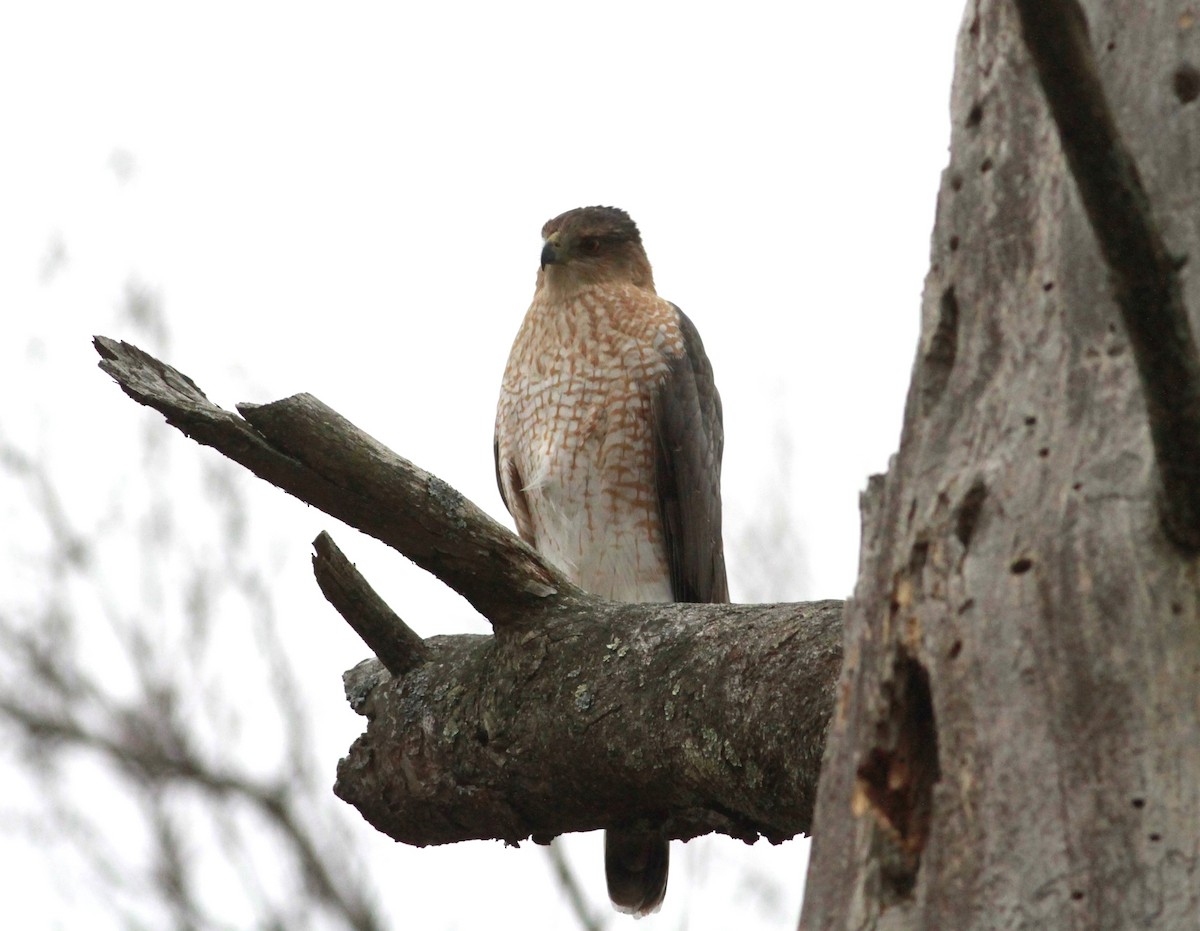 Cooper's Hawk - ML646673312