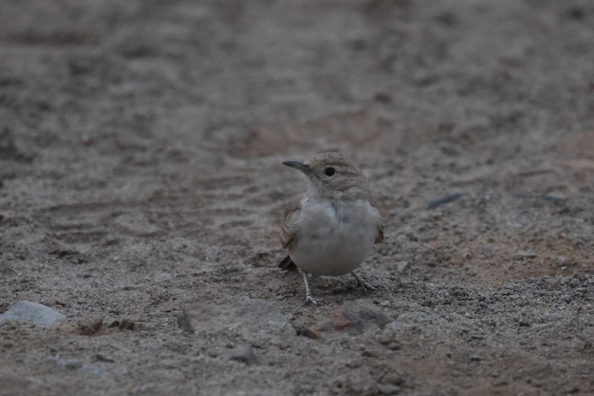 Coastal Miner - ML646673313