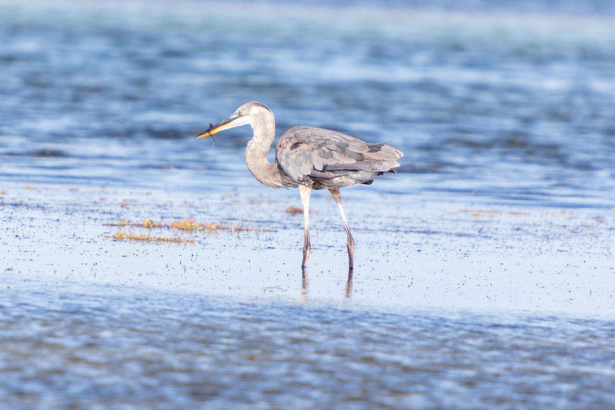 Great Blue Heron - ML646673314