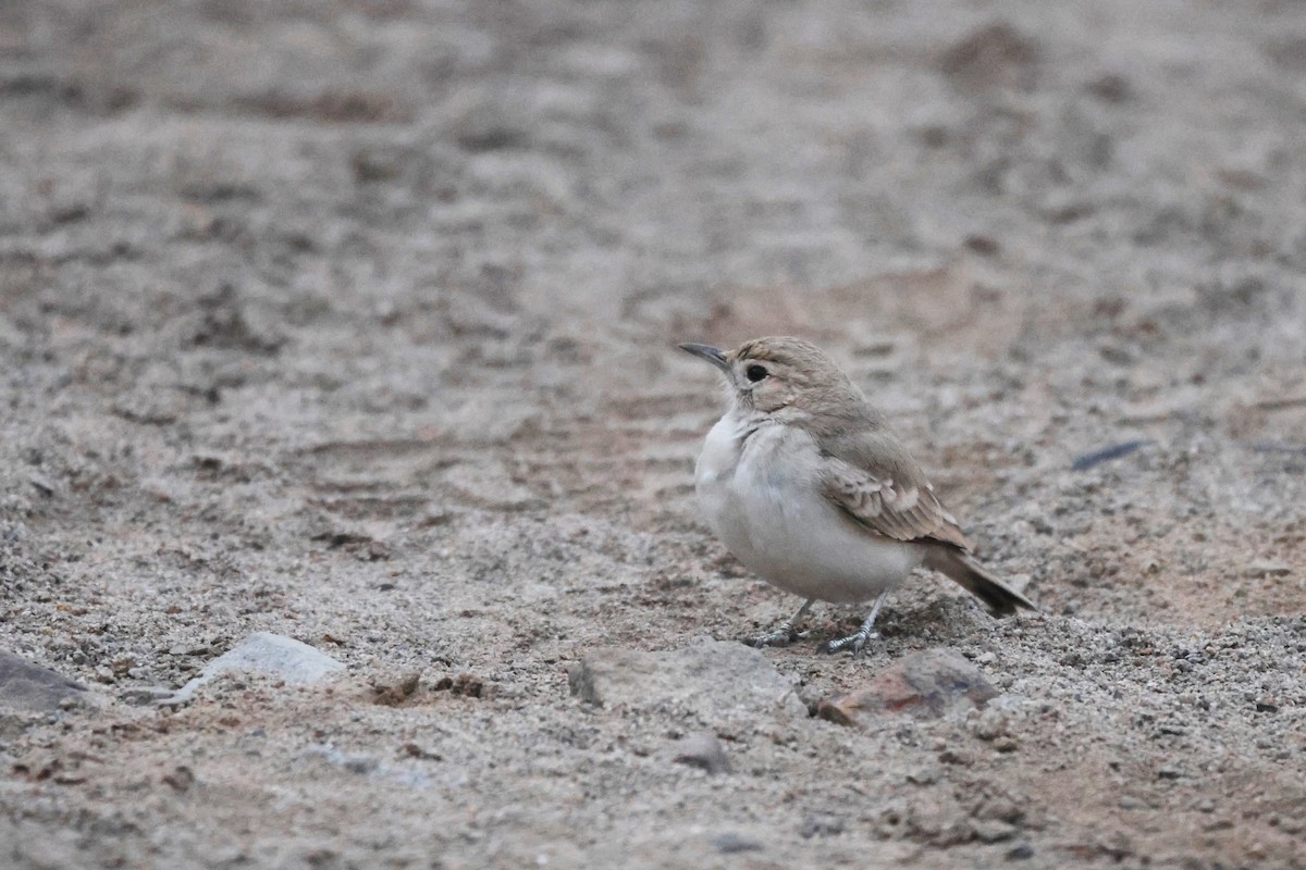 Coastal Miner - ML646673315