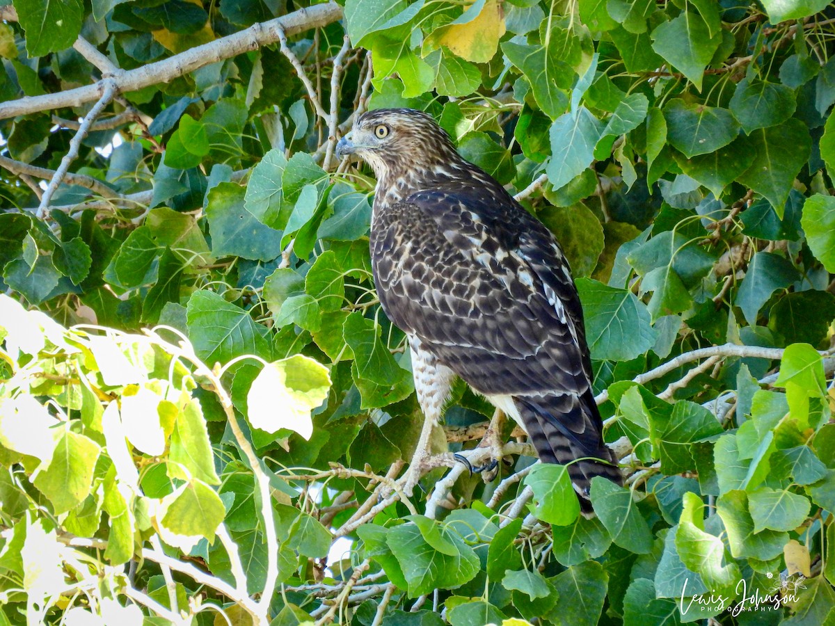 Red-tailed Hawk - ML646673316