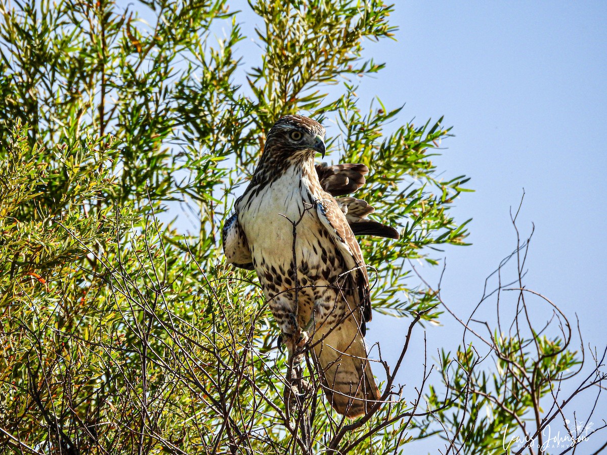 Red-tailed Hawk - ML646673317