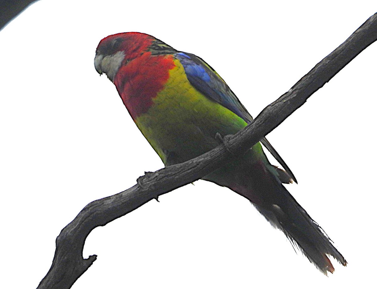 Eastern Rosella - ML646673318