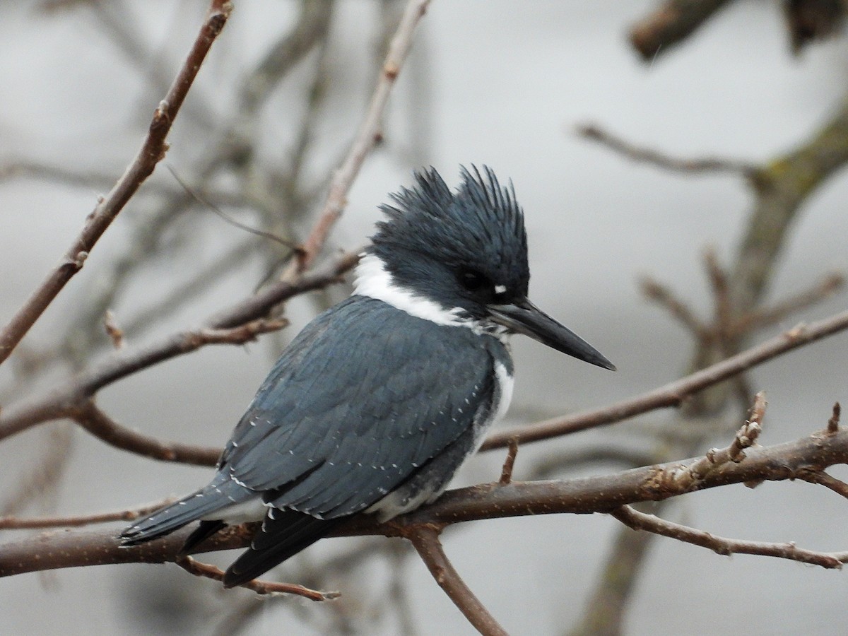 Belted Kingfisher - ML646673319