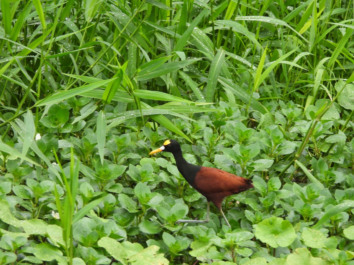 Northern Jacana - ML646673320