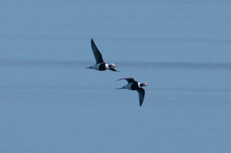Long-tailed Duck - ML646673321