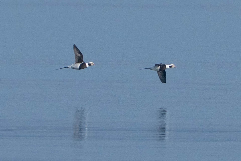 Long-tailed Duck - ML646673322