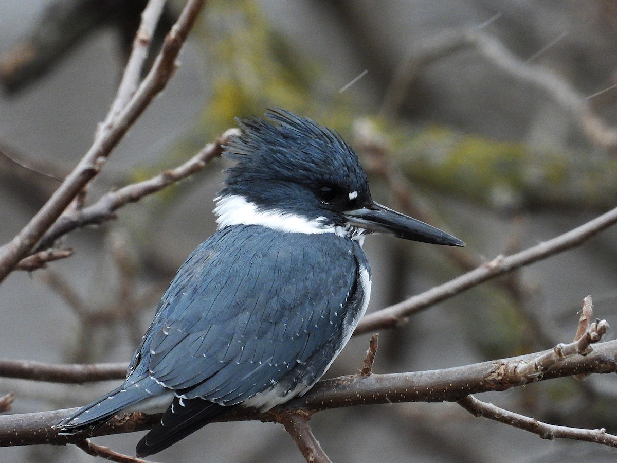 Gürtelfischer - ML646673323