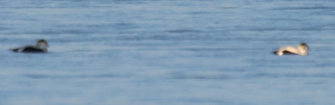 Common Eider - ML646673324