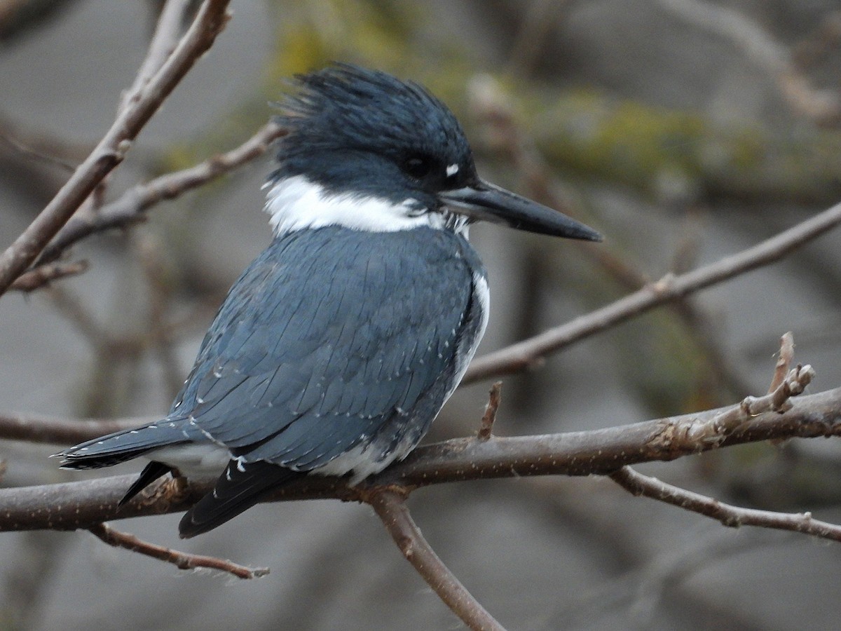 Gürtelfischer - ML646673325