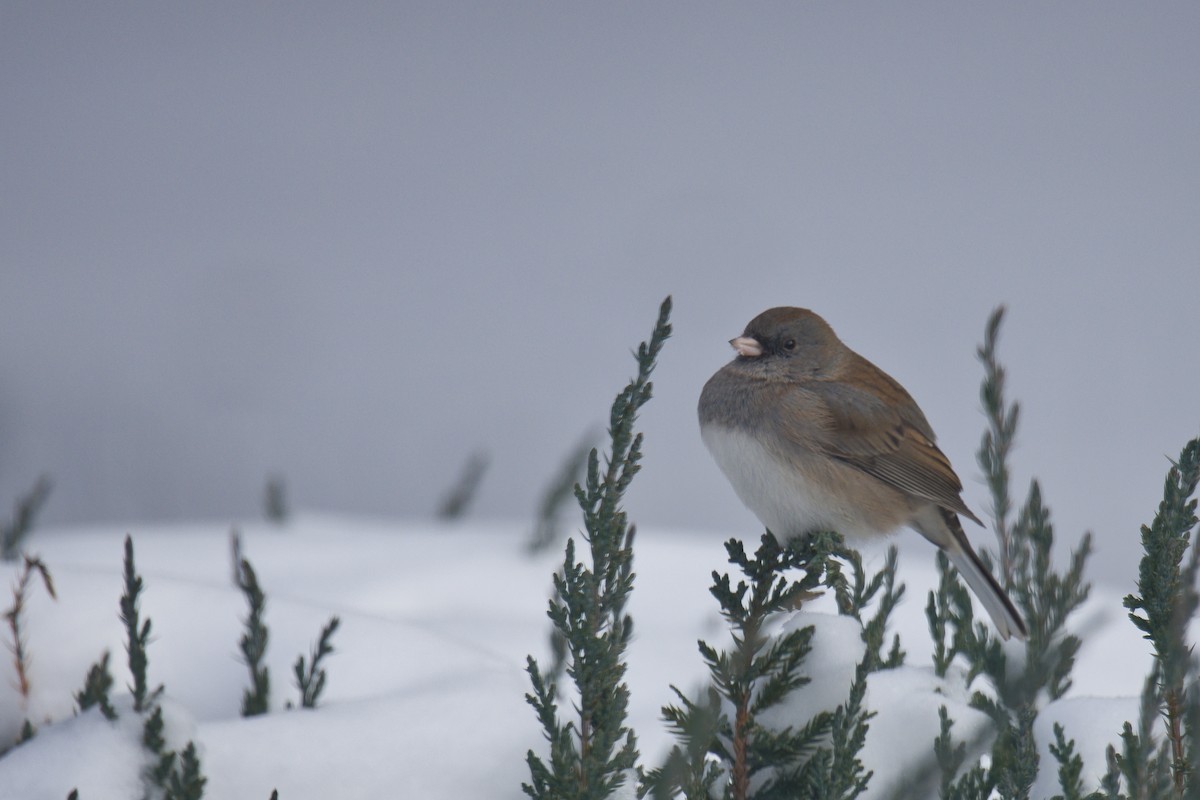 ユキヒメドリ（hyemalis／carolinensis） - ML646673326