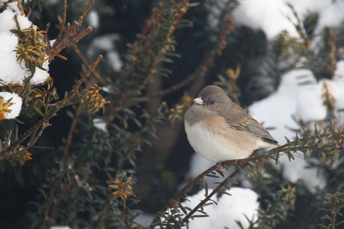 ユキヒメドリ（cismontanus） - ML646673327