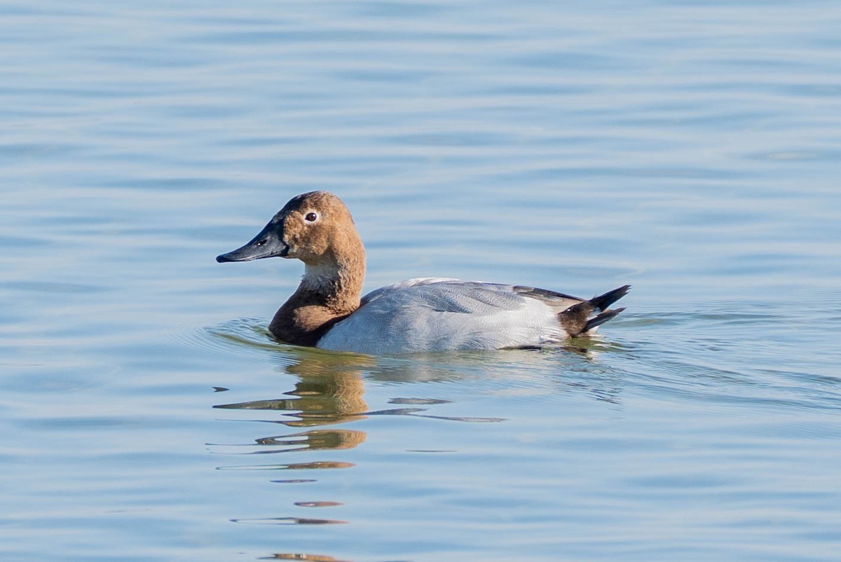 Canvasback - ML646673328