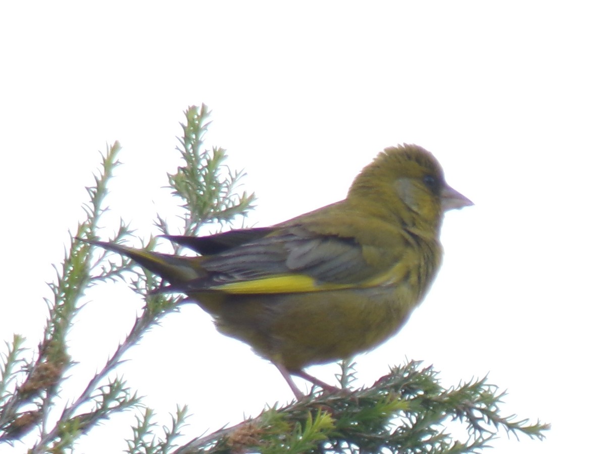 Verdone - ML646673329