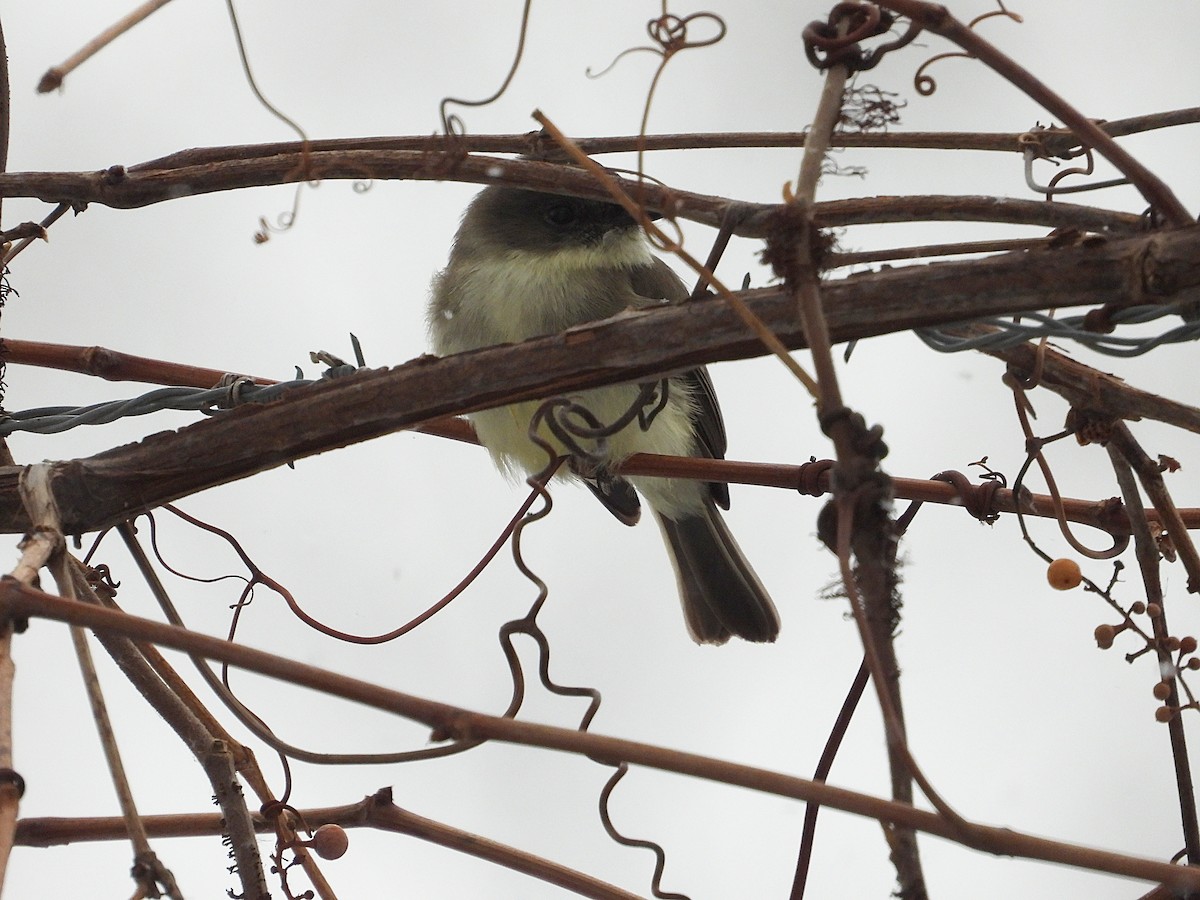 Weißbauch-Phoebetyrann - ML646673330