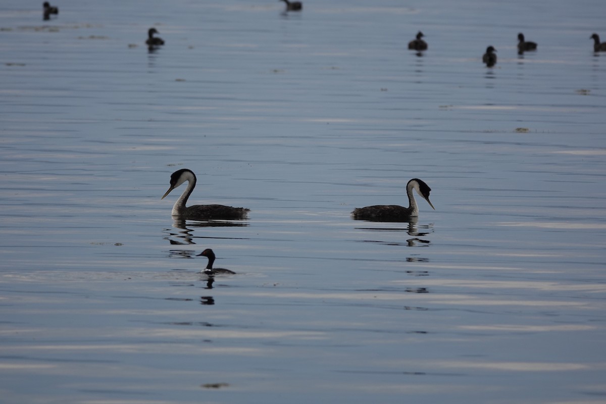 Western Grebe - ML646673337