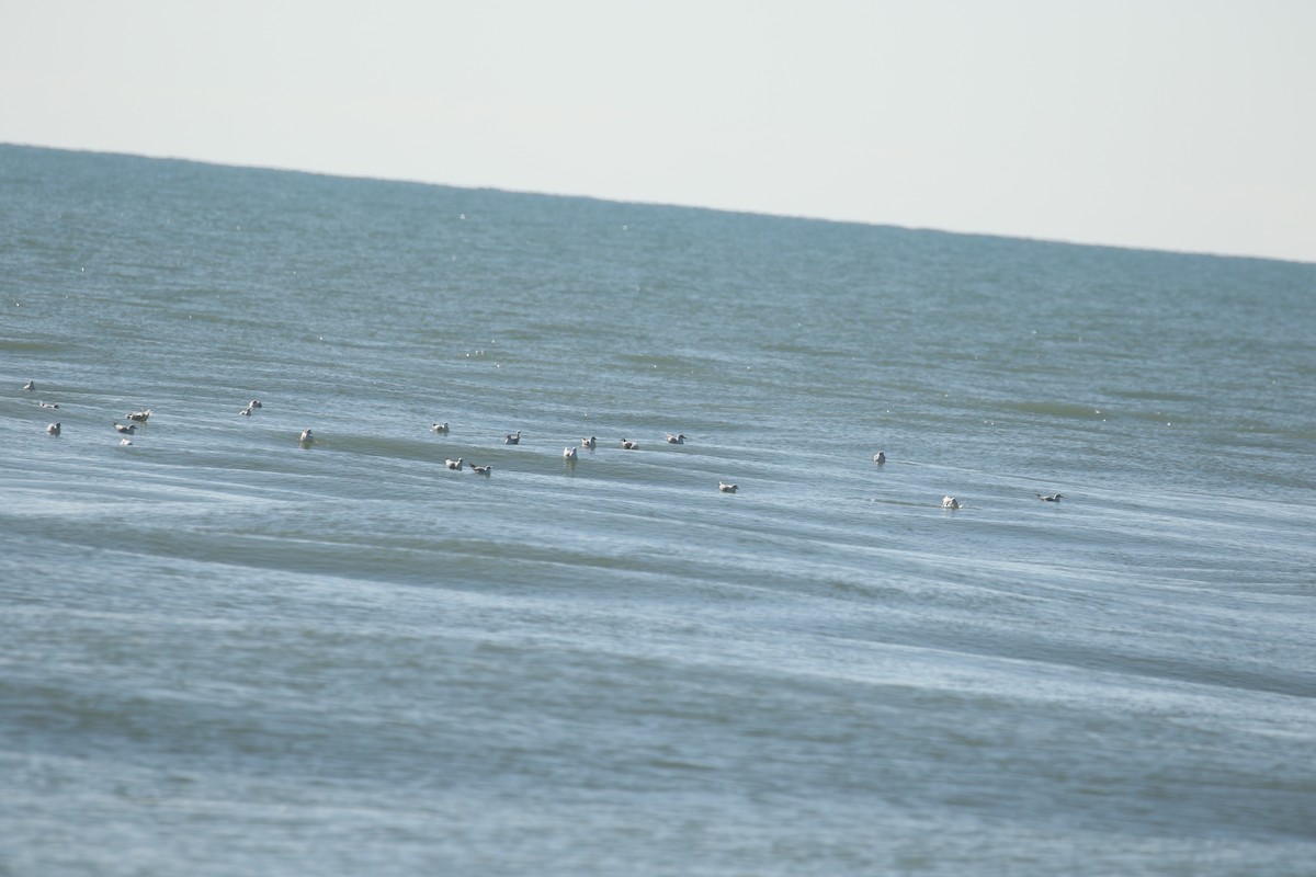 Antxeta mokozorrotza - ML646673338