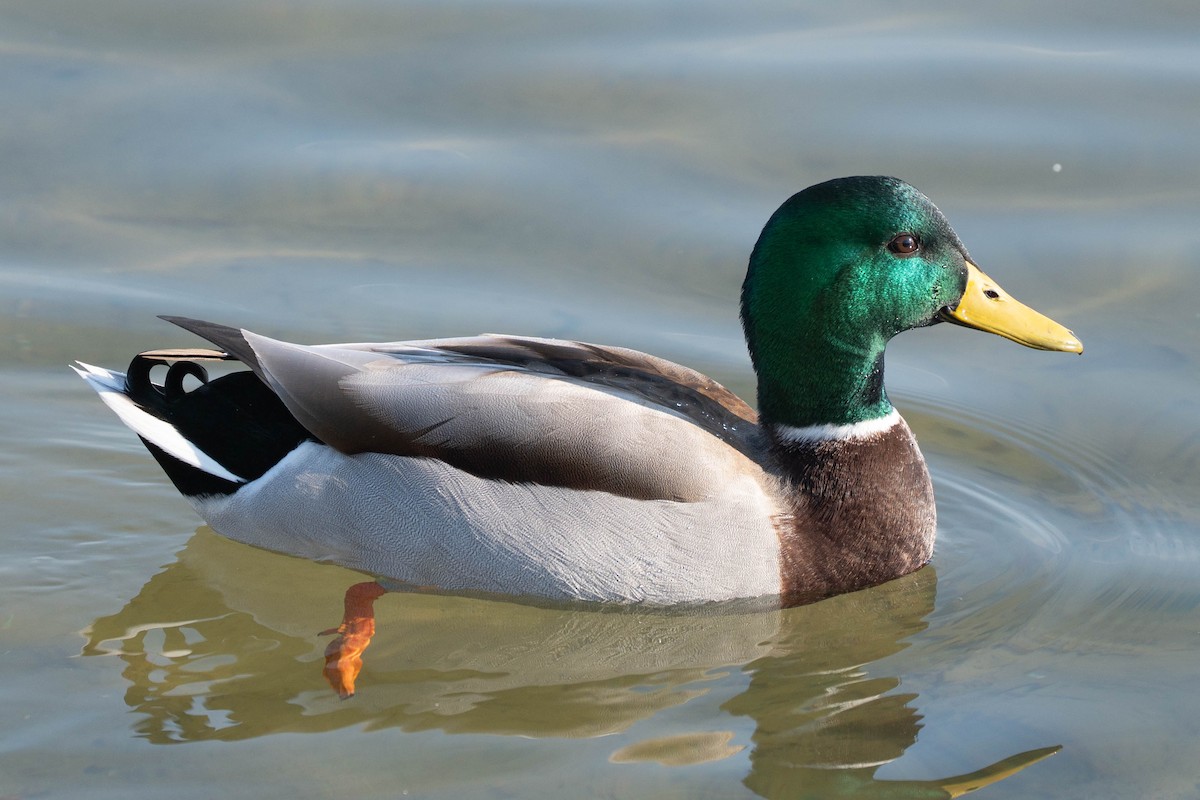 Mallard - ML646673339