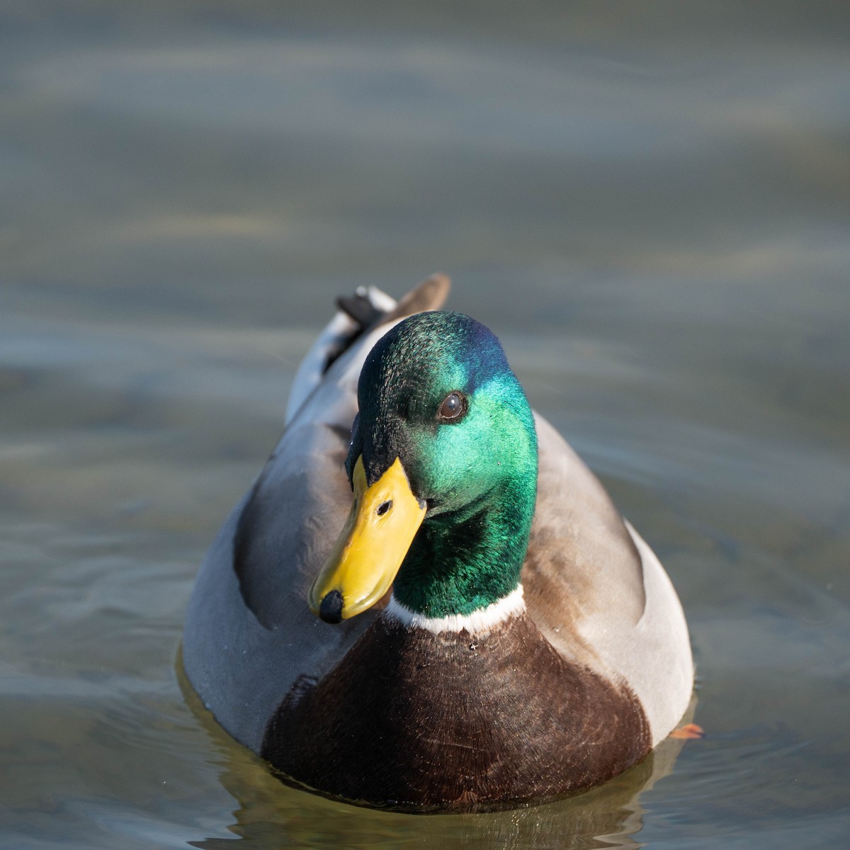Mallard - ML646673340