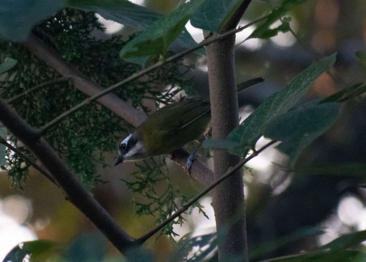 Common Chlorospingus (Northeast Mexico) - ML646673341