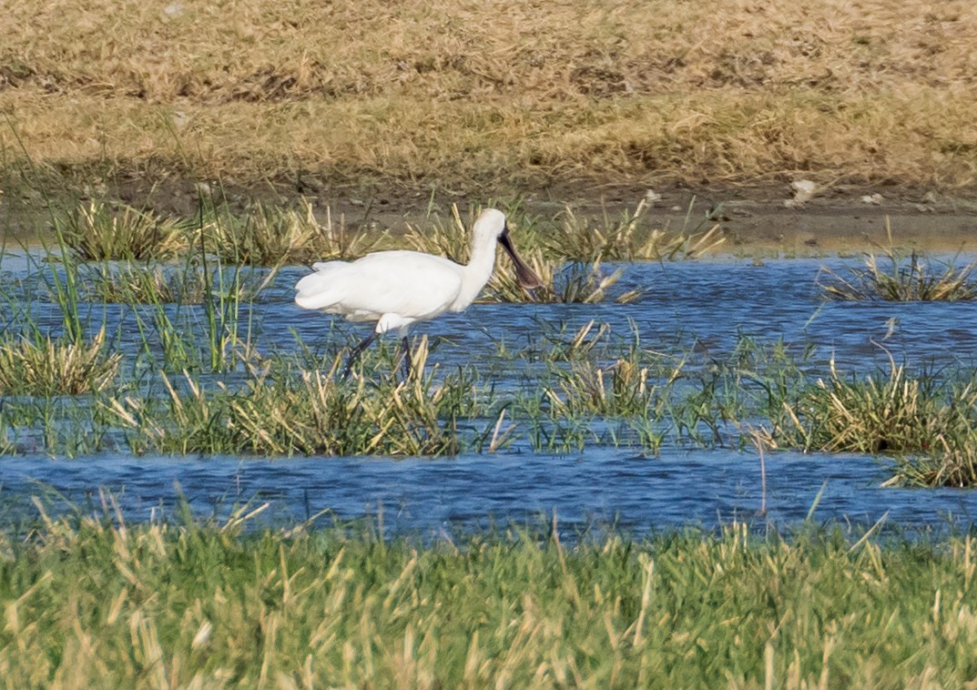 Mokozabal txikia - ML646673343