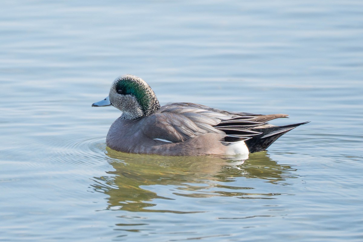 hvízdák americký - ML646673345