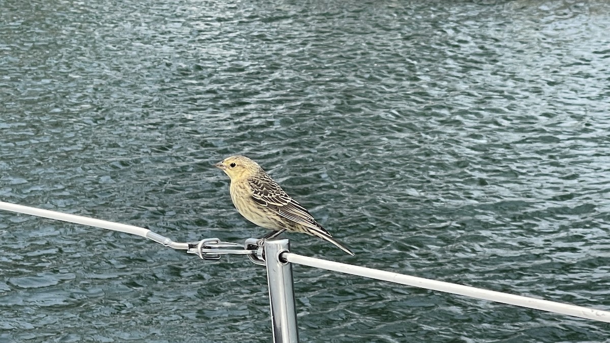 Bobolink - ML646673347