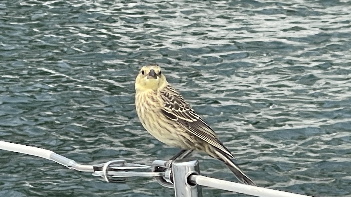 Bobolink - ML646673348