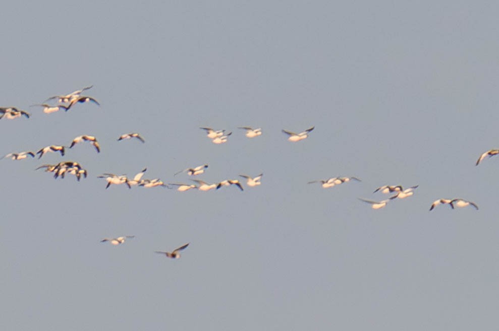 Snow/Ross's Goose - ML646673349