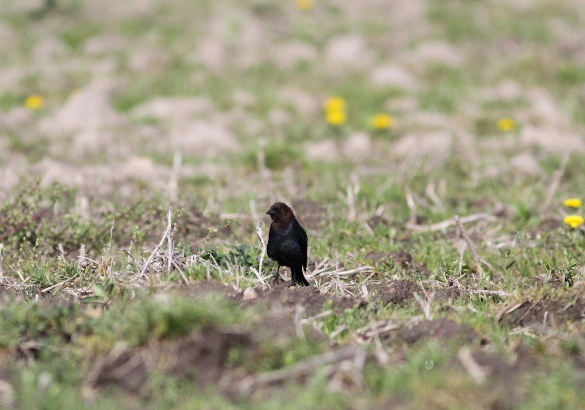 Braunkopf-Kuhstärling - ML646673351