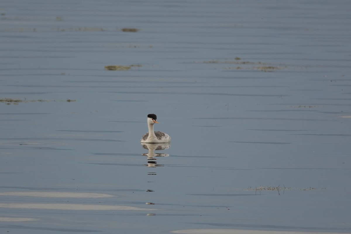 Clark's Grebe - ML646673353