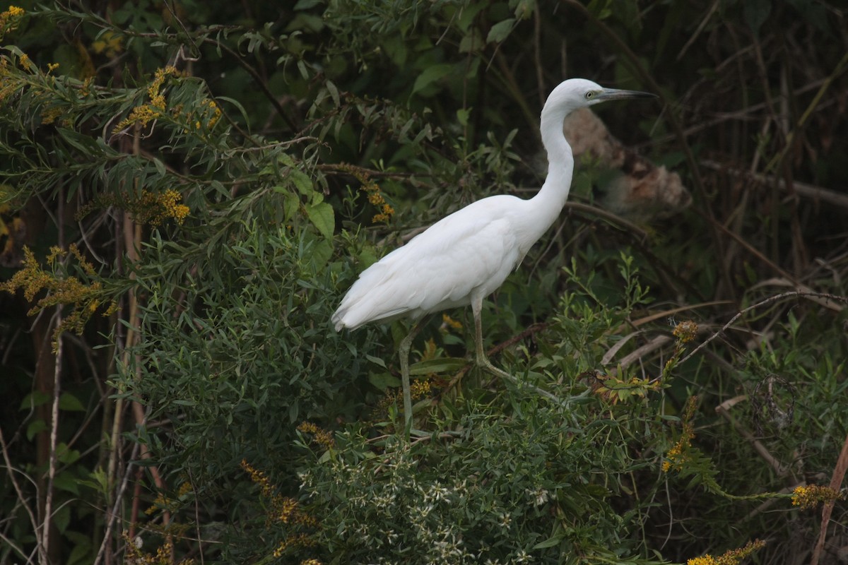 Little Blue Heron - ML646673356