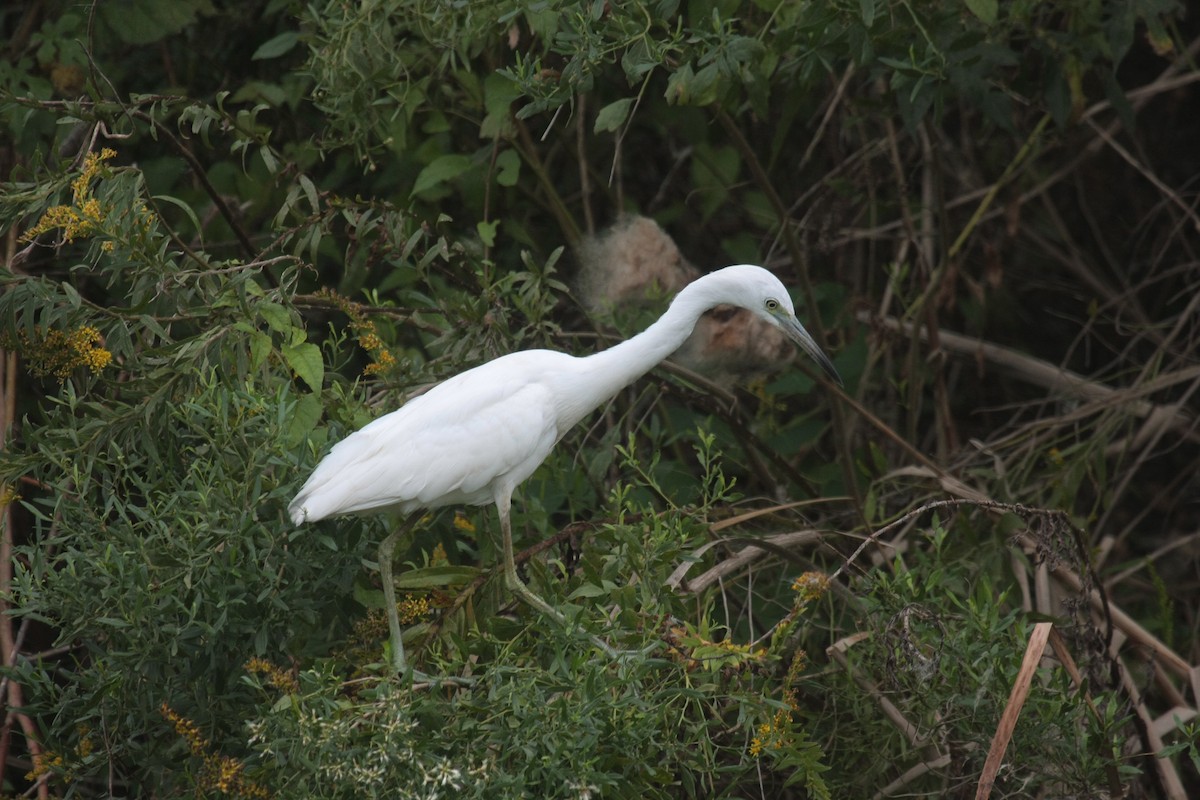 Little Blue Heron - ML646673359
