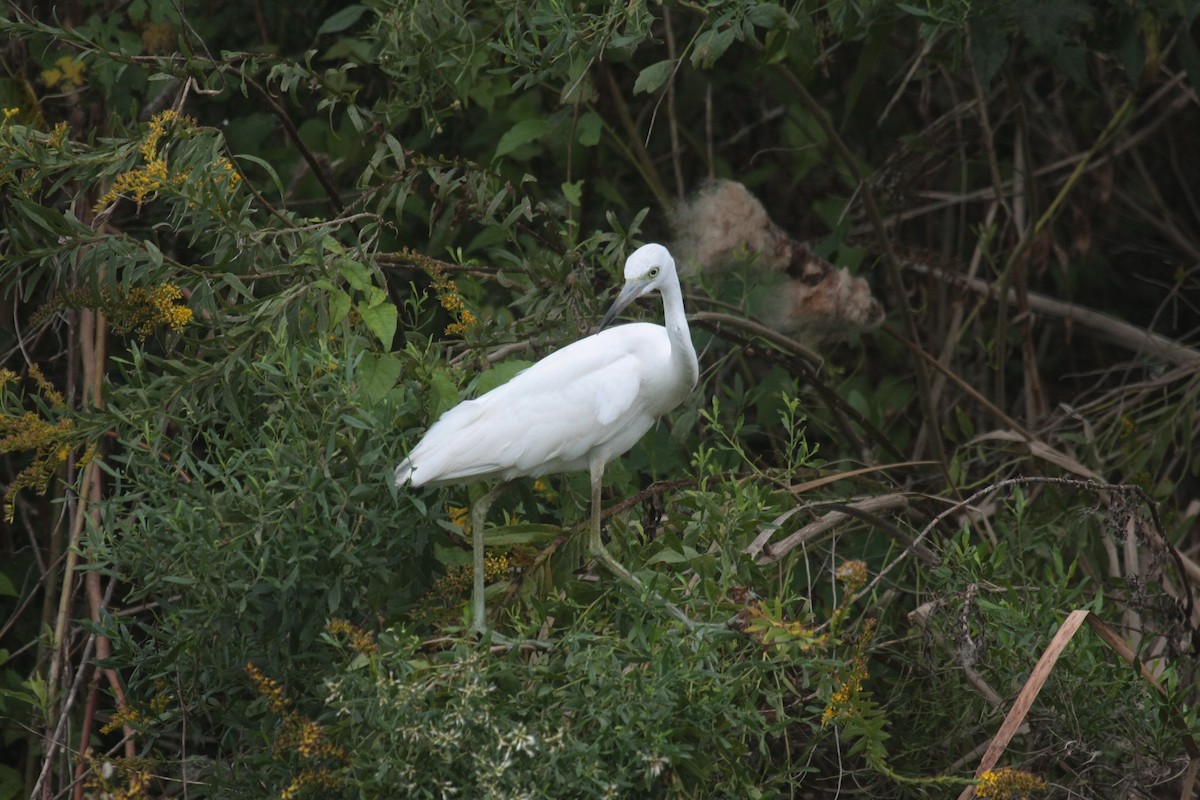 Little Blue Heron - ML646673361